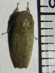 Polana quadrinotata