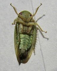 Polana quadrinotata