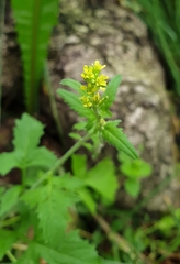 Sisymbrium officinale