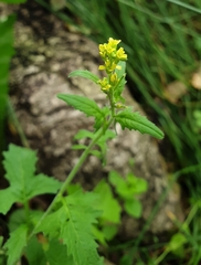 Sisymbrium officinale