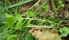 Sisymbrium officinale