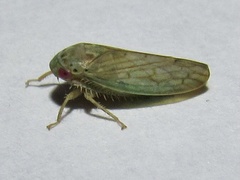 Polana quadrinotata