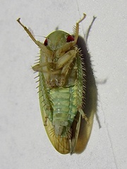 Polana quadrinotata