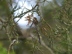 Somatochlora linearis