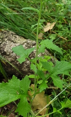 Sisymbrium officinale