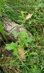Sisymbrium officinale