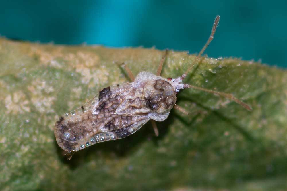 Corythauma ayyari