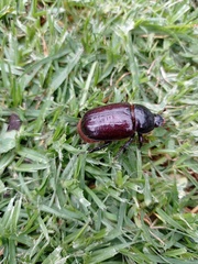 Heterogomphus dilaticollis