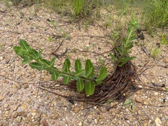 Asclepias obovata