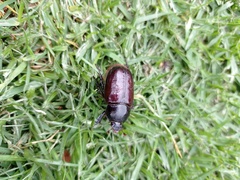 Heterogomphus dilaticollis