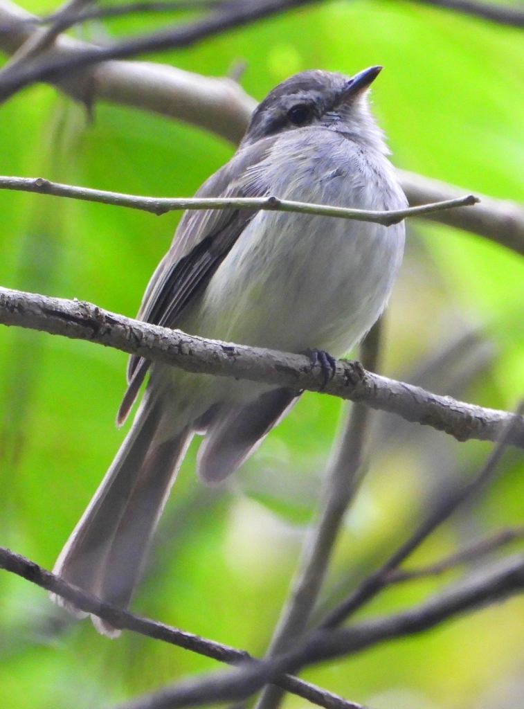 Pacific Elaenia