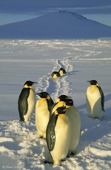 Aptenodytes forsteri