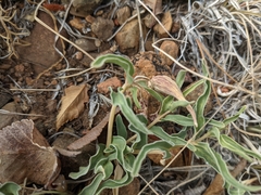 Asclepias involucrata