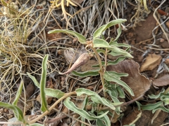 Asclepias involucrata
