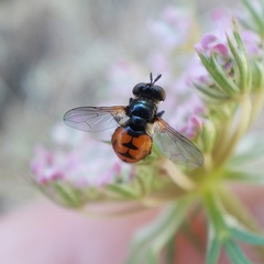 Gymnosoma nitens