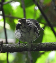 Lathrotriccus griseipectus