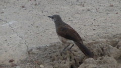 Turdoides leucopygia