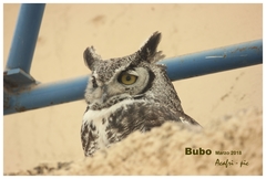 Bubo virginianus