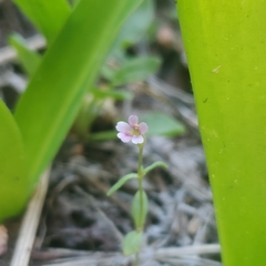 Erythranthe trinitiensis