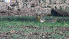 Crithagra dorsostriata