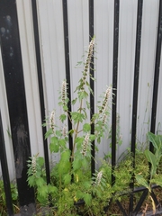 Leonurus quinquelobatus