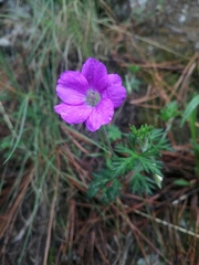 Geranium potentillifolium