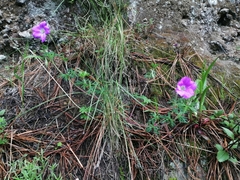 Geranium potentillifolium