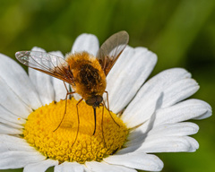 Bombylius mexicanus