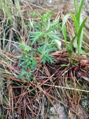 Geranium potentillifolium