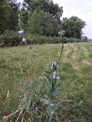 Cichorium intybus