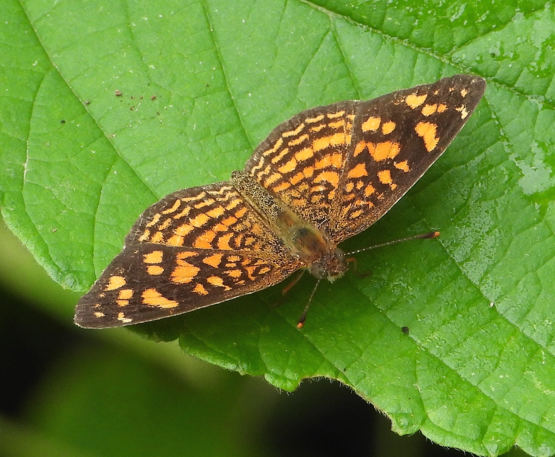Anthanassa hermas image