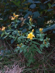 Hypericum perforatum