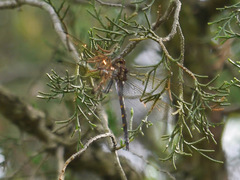 Somatochlora linearis