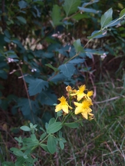 Hypericum perforatum