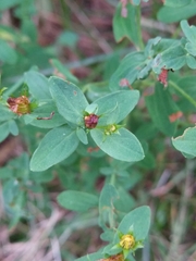 Hypericum perforatum