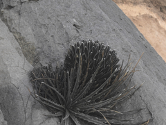 Agave victoriae-reginae