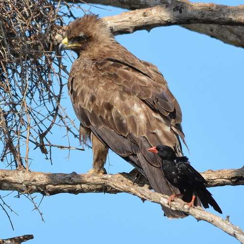 Wahlberg's Eagle