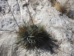 Hechtia mapimiana