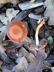 Leratiomyces ceres