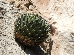Agave victoriae-reginae