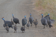Numida meleagris mitratus