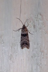 Ancylosis undulatella