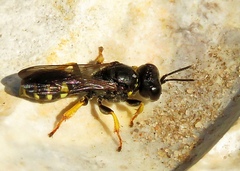 Crabro cribrarius
