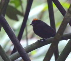 Tachyphonus delatrii