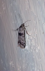 Ancylosis undulatella