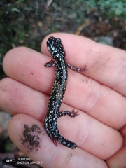 Plethodon kentucki