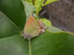 Callophrys xami