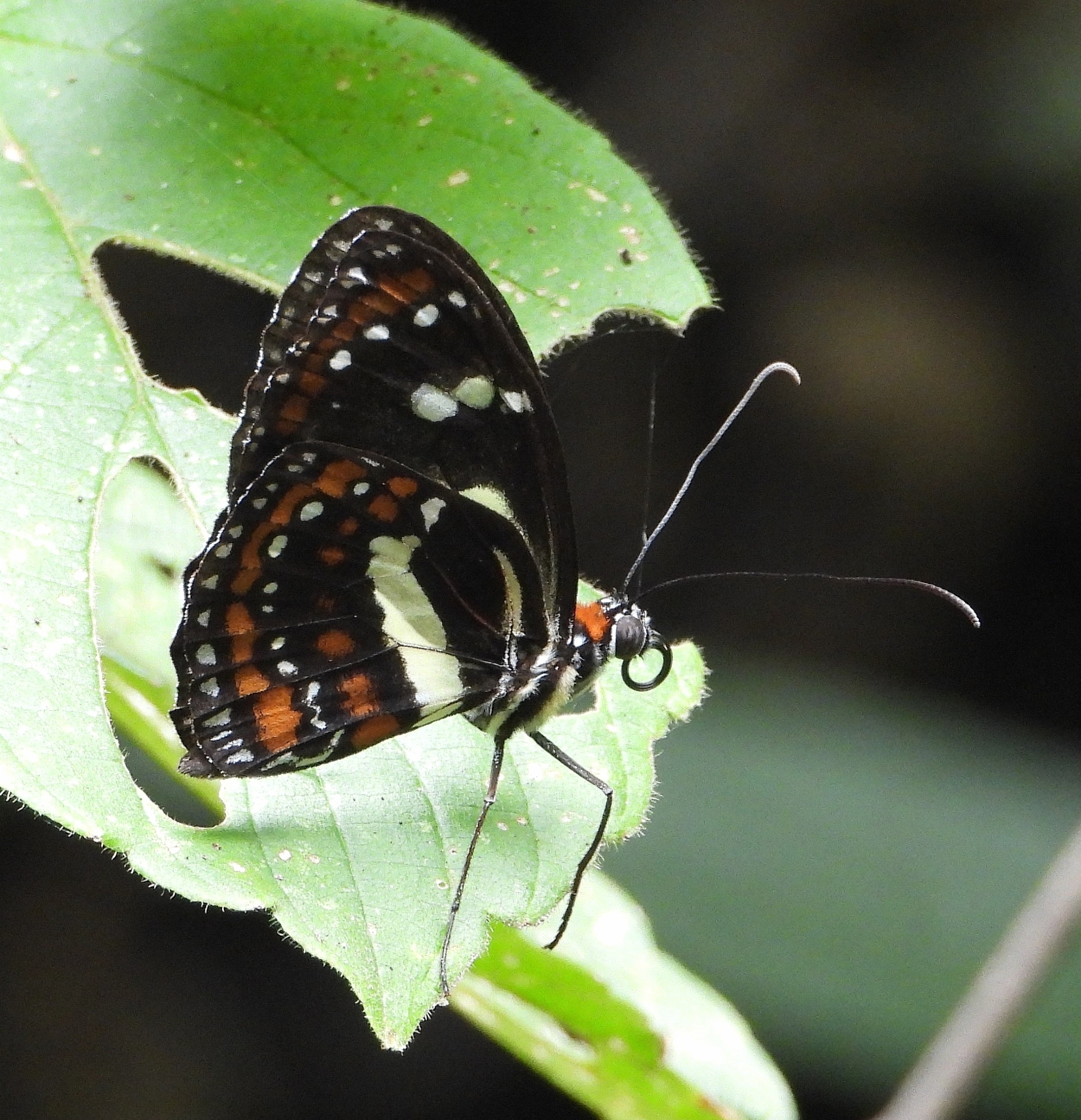 Elzunia pavonii image