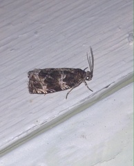 Olethreutes valdanum