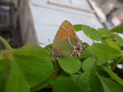 Callophrys xami